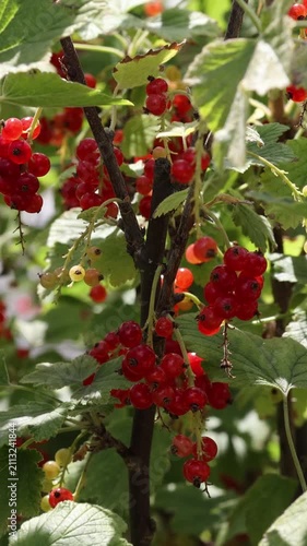 Ripe redcurrant berries hanging on a bush
