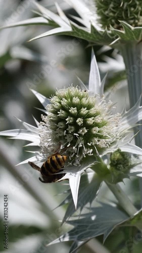 Wasp pollinating spiky sea holly flower