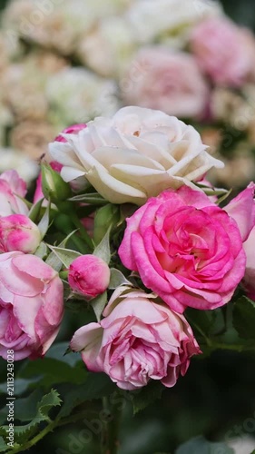 Pink and white roses gently swaying in the wind