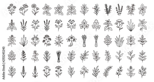 Bild auf Leinwand Minimalist botanical herb icons, set of 60 hand drawn floral line art vectors, b