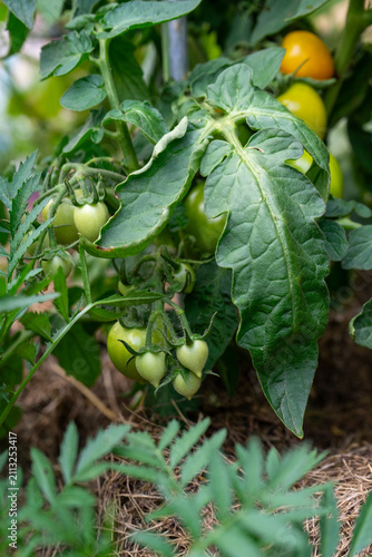 фотографія Cluster of green and ripening yellow tomatoes growing on a vine in a backyard vegetable garden, organic gardening, homegrown harvest, sustainable living, healthy food production, summer cultivation