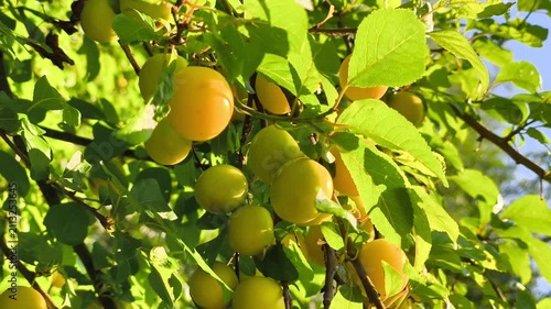 Ripe Yellow Plums Hanging on Tree Branch in Bright Sunlight
