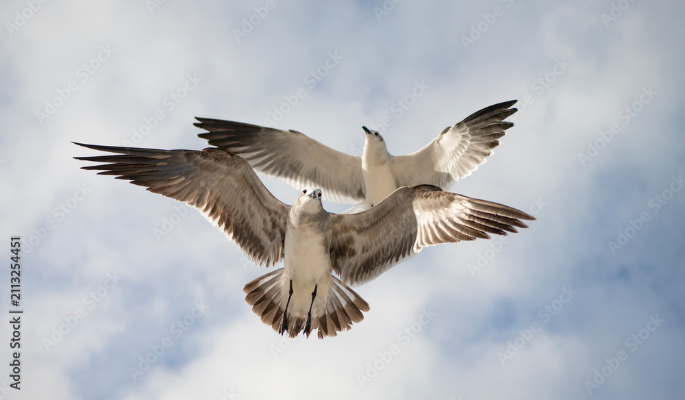 Fototapeta premium Laughing seagull near the ocean. Seagull near water. Sea gull bird. Fauna and nature. Seagull bird observing the water. Sea gull with beak and feather. Laughing Gull. Seagull sitting outdoor