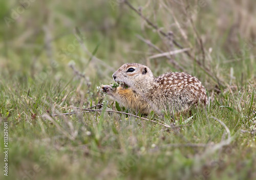 фотографія A spotted European ground squirrel lying low in green grass, nibbling on wild plant leaves