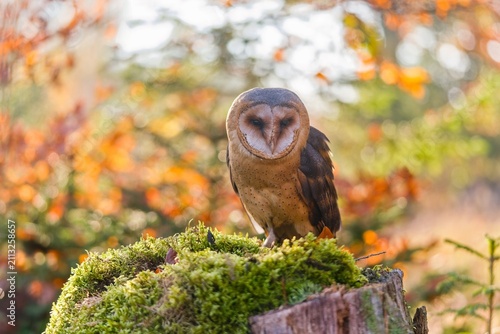 A barn owl sits on a treeb stump covered with green moos. A beautiful barn owl in the nature habitat. Tyto alba
