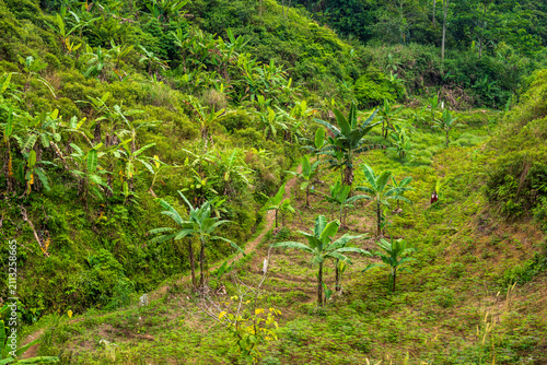 фотографія Banana plantation on a hillside in Babakan Madang