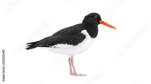 Eurasian oystercatcher bird isolated on white background