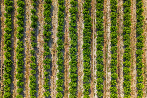 Top Down Drone View of Lemon Orchard with Symmetrical Citrus Tree Rows.