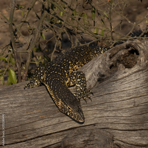 Принти на полотні Water monitor basking in the Botswana sun