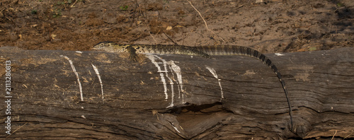 Фотография Water monitor basking in the Botswana sun
