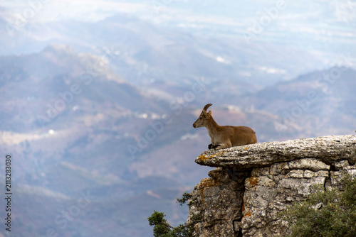 Ibex in El Torcal De Antequera