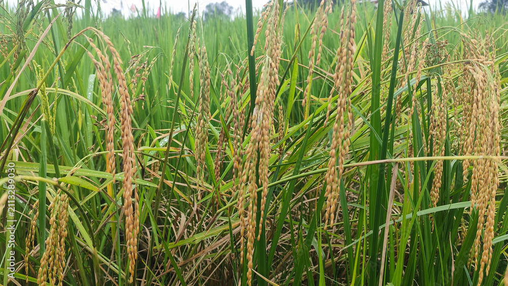 Fototapeta premium Close up of heavy ripening golden rice grains in a green paddy field, representing raw agricultural food, organic carbohydrate source, and natural staple crop production