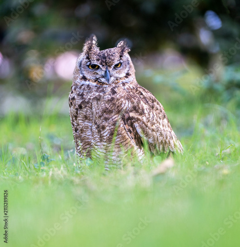 great horned owl