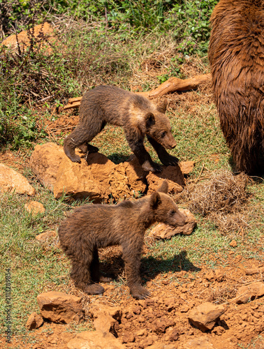 brown bear cub