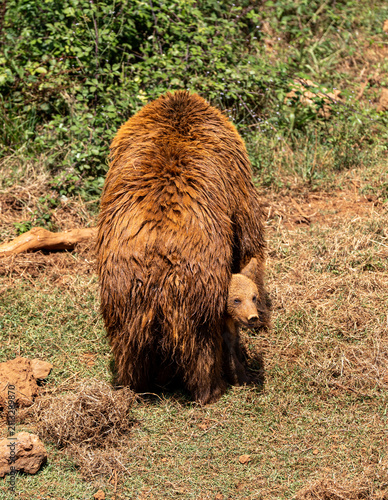brown bear in the woods