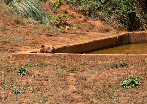 lion in the zoo