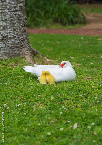 Cuadro en lienzo Tierna escena de un pato criollo blanco tumbado sobre la hierba verde junto a sus dos crías de plumaje amarillo en un parque o jardín bajo la sombra de un árbol