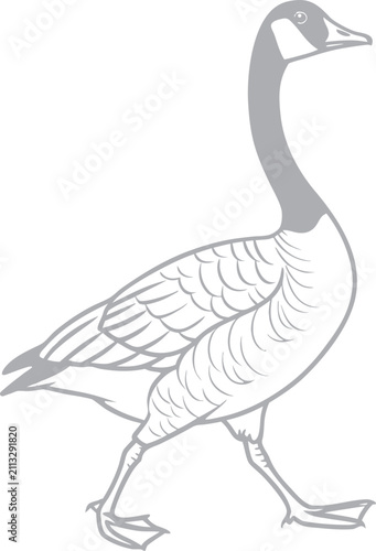 black and white goose