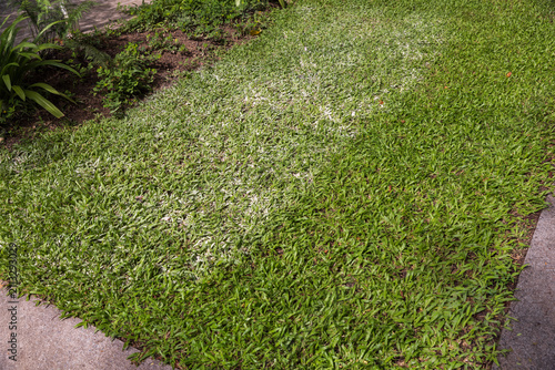 For lawn management, applying dolomite lime to the grass raises the soil pH, fixes acidity, and helps the grass absorb nutrients effectively.
