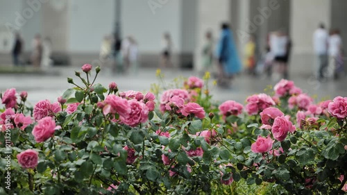 Pink roses blooming in city garden with people walking past, urban nature