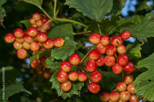 Close-up of ripening viburnum berries hanging on a branch surrounded by green leaves. Sunny summer garden, natural light, fresh berries, and seasonal nature.