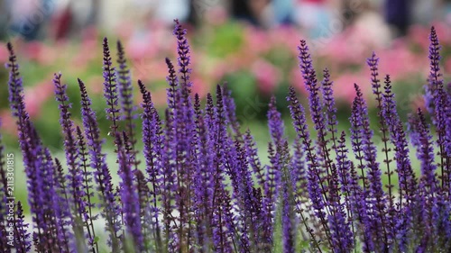 Purple salvia flowers in a vibrant spring garden with defocused background