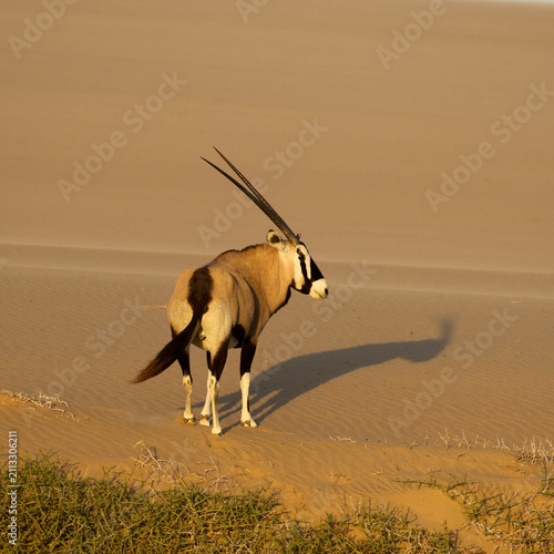 The Oryyx has adapted to the waterless hot conditions of the Namib Desert