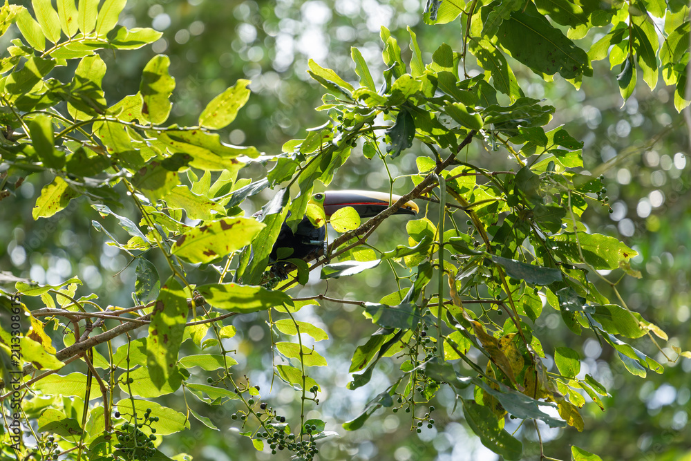 Fototapeta premium Yellow-throated Toucan (Ramphastos ambiguus) perched on a branch of a Citerne tree surrounded by dense green leaves and unripe berries in a tropical rainforest canopy. Venecia, San José, Costa Rica.
