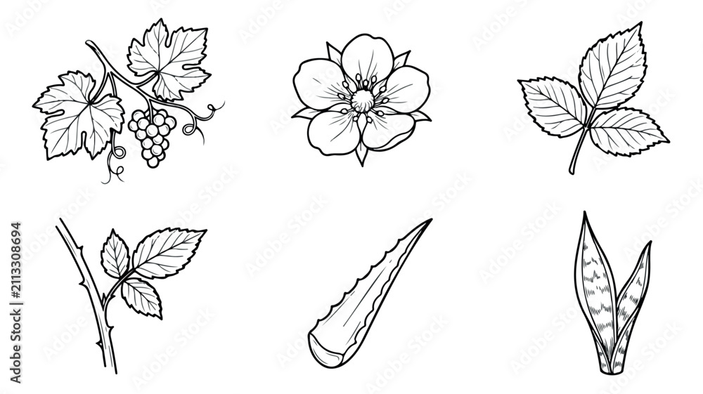 Obraz premium Vintage botanical line art collection, 6 hand drawn floral and plant icons, black and white engraved garden elements, vector nature illustrations