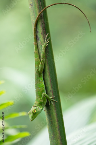 Daytime vertical close-up view of a Neotropical Green Anole (Anolis biporcatus) clinging head-down to a plant stem with its long tail curved in a primary rainforest. Venecia, San José, Costa Rica.