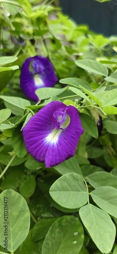 Fotografía Close-up of vibrant purple butterfly pea flower (Clitoria ternatea) blooming amo