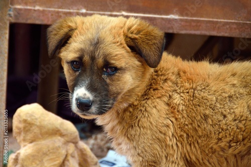 Obraz na płótnie Cachorro de perro con mirada triste en Petra, Jordania, Oriente Medio