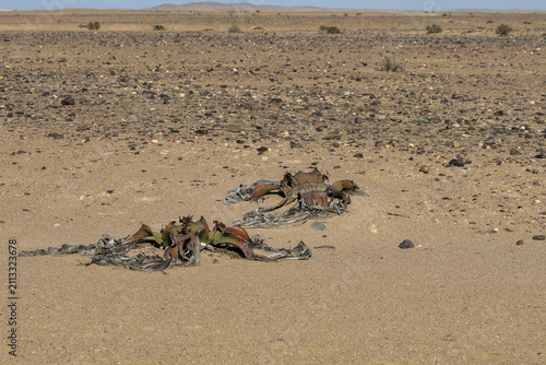 Weltitschia mirabilis that makes its home in the arid waterless Namib Desert