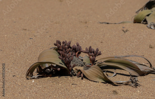 Weltitschia mirabilis that makes its home in the arid waterless Namib Desert