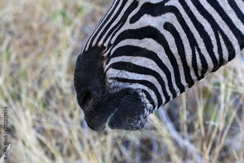 The zebra of the Etosha Park of Namibia