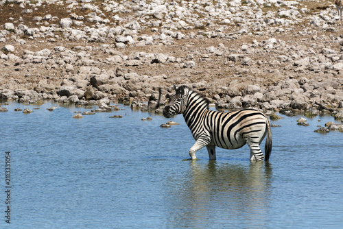 The zebra of the Etosha Park of Namibia