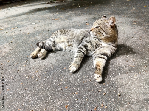 cat on the rock