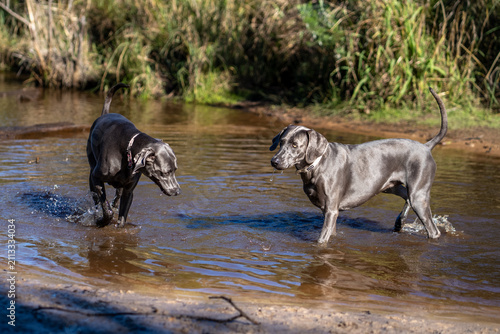 фотографія weimaraner dog playing in the water