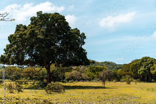 Giraffe under tree in Calauit safari wildlife park on Coron, the Philippines