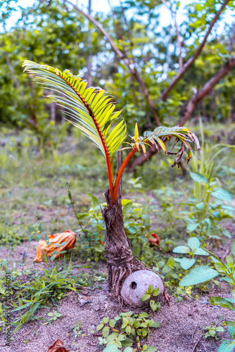 Small palm tree sprouting from coconut seed. 