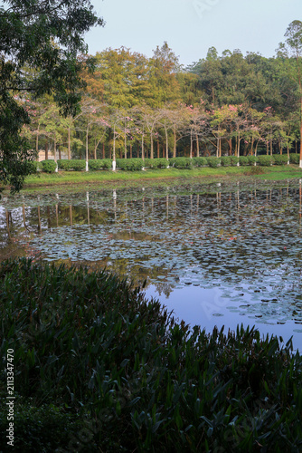 spring in the park