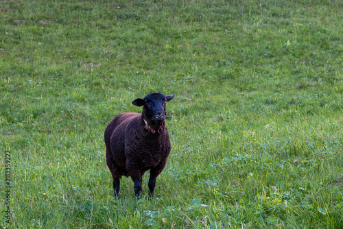 Obraz na płótnie Black sheep standing in a green meadow.