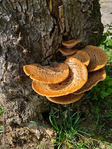 Quadro su tela Large bracket fungus growing on a tree trunk