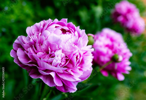 Bild auf Leinwand Beautiful blooming pink peony Sarah Bernhardt in the garden