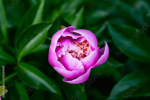Fotografie Beautiful blooming pink peony Sarah Bernhardt in the garden
