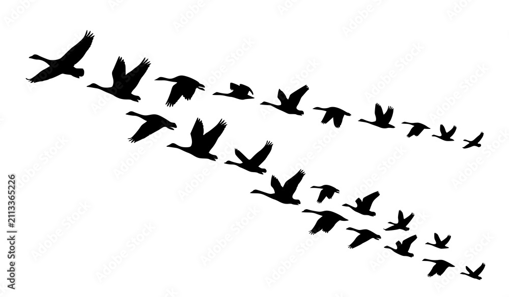 Fototapeta premium Flock of Migratory Birds Flying Silhouette Vector Set for Nature Freedom and Wildlife Design