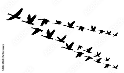 Obraz na płótnie Flock of Migratory Birds Flying Silhouette Vector Set for Nature Freedom and Wil