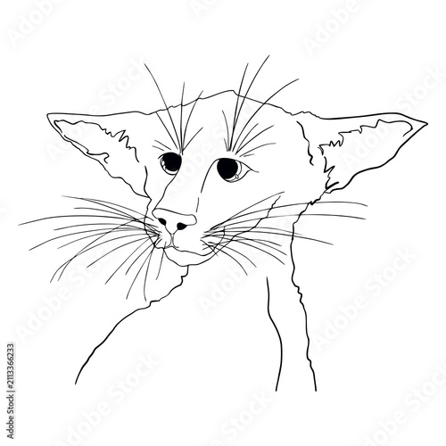 The cat is sad