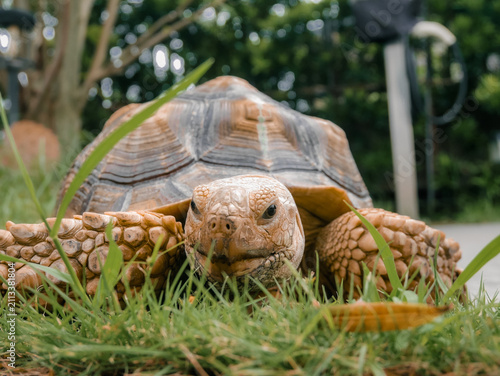 Obraz na plátně A front-facing portrait of a large African spurred tortoise making direct eye contact while resting on the grass