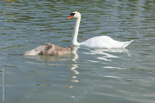фотографія mute swan and cygnet swimming in the water